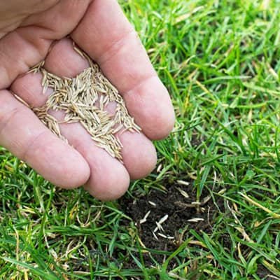 semilla-para-pasto-mezcla-deportiva-454gr-mezcla-ara-jardines-y-campos-deportivos-thumb-1