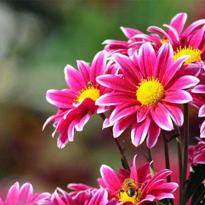 fertilizante-floralia-inorganico-thumb-1