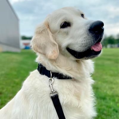 collar-suave-negro-talla-m-para-perro-615308-thumb-1