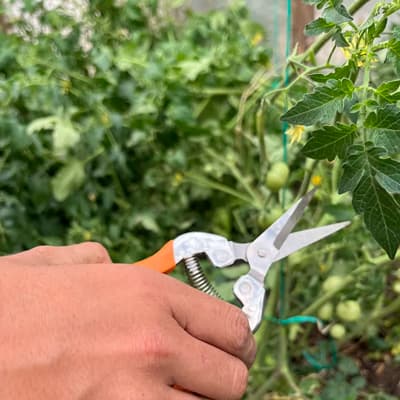 tijera-poda-de-6-pulgadas-y-cuchilla-delgada-t-20-thumb-1