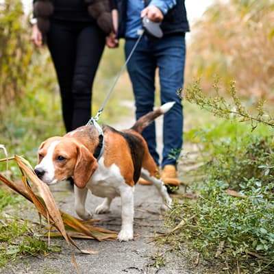 correa-retractil-pro-mediano-623307-thumb-1