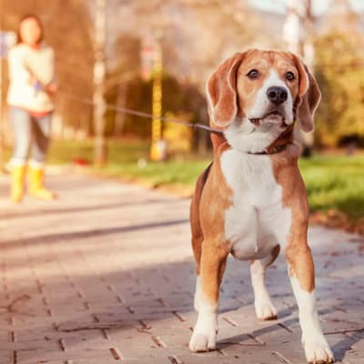 correa-retractil-pro-grande-623407-thumb-1