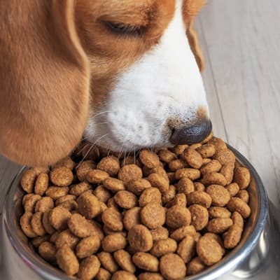 plato-de-acero-chico-para-mascota-651201-thumb-2