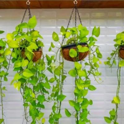 par-ganchos-cup-hook-38-mm-61334-thumb-2