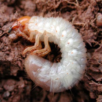 insecticida-gardena-para-plagas-del-suelo-gardena-thumb-2