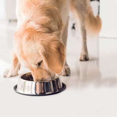 plato-de-acero-grande-para-mascota-651401-thumb-1