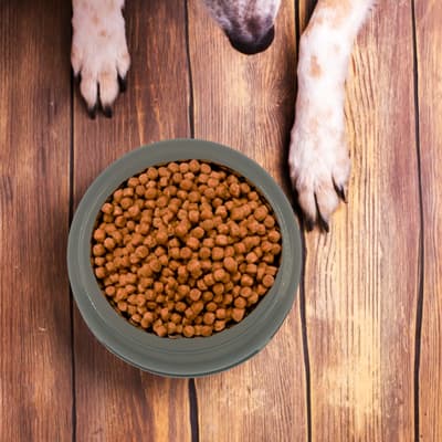 plato-redondo-chico-para-mascota-653207-thumb-1