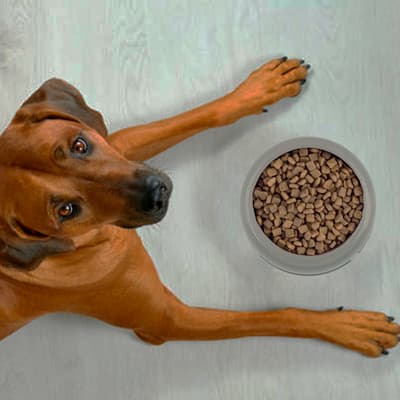 plato-redondo-mediano-para-mascota-653307-thumb-1