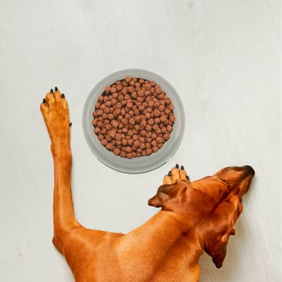 plato-redondo-grande-para-mascota-653407-thumb-1