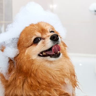 shampoo-relajante-679101-thumb-1