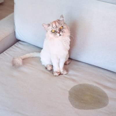 entrenador-repelente-679301-thumb-1