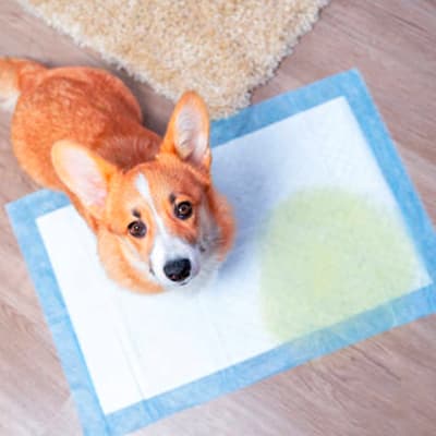 entrenador-atrayente-679302-thumb-1