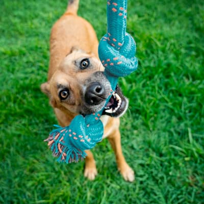 mordedera-de-cuerda-tipo-hueso-680302-thumb-1