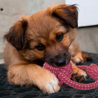 pelota-de-cuerda-con-asa-680602-thumb-1