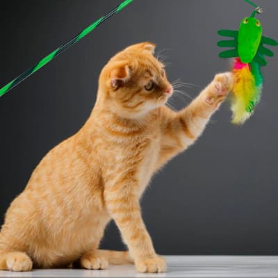 cana-con-juguete-para-gatos-681008-thumb-1