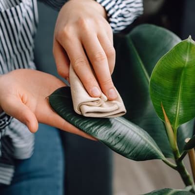 abrillantador-de-hojas-de-250-ml-ne-thumb-1