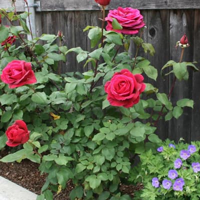 fertilizante-para-rosales-de-1-kg-inorganico-thumb-1