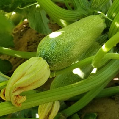 semilla-para-siembra-de-calabacita-larga-ne-thumb-2