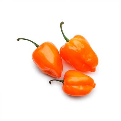 semilla-para-siembra-de-chile-habanero-ne-thumb-1