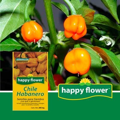 semilla-para-siembra-de-chile-habanero-ne-thumb-2