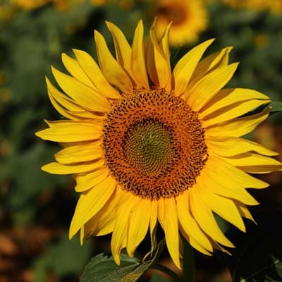 semilla-para-siembra-girasol-girasol-thumb-1