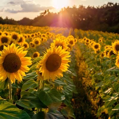 semilla-para-siembra-girasol-girasol-thumb-2