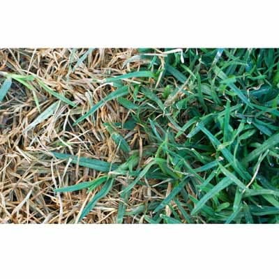 pintura-para-pasto-3-en-1-ne-thumb-1