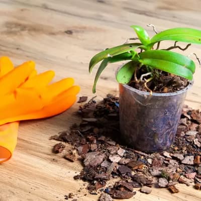 sustrato-para-orquidea-10-lt-eso10l-thumb-1