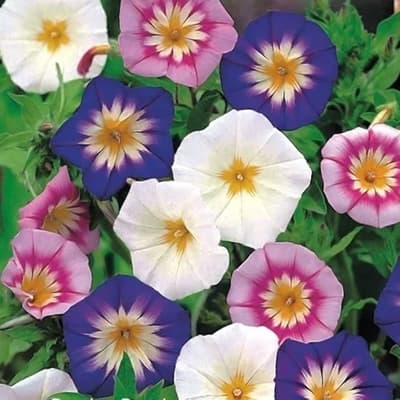 semilla-para-siembra-horta-bella-de-dia-h-120-h-120-thumb-1