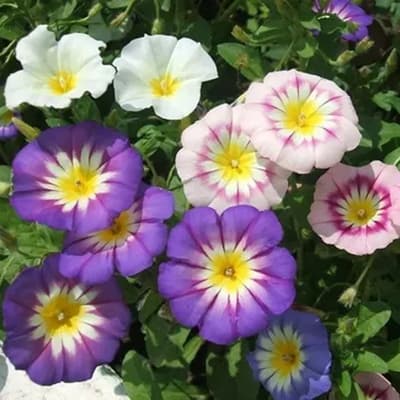 semilla-para-siembra-horta-bella-de-dia-h-120-h-120-thumb-2