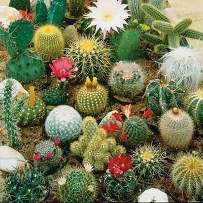 semilla-para-siembra-horta-cactus-variado-h-122-h-122-thumb-1