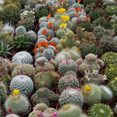 semilla-para-siembra-horta-cactus-variado-h-122-h-122-thumb-2