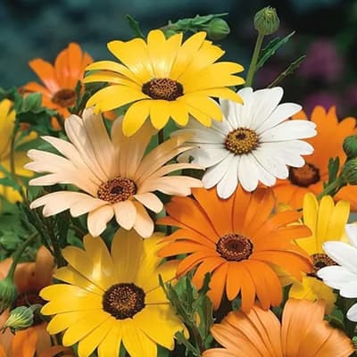 semilla-para-siembra-horta-dimorfoteca-h-140-h-140-thumb-1