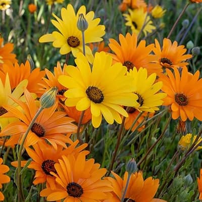 semilla-para-siembra-horta-dimorfoteca-h-140-h-140-thumb-2