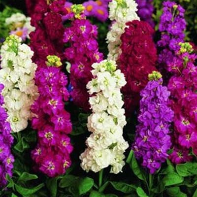 semilla-para-siembra-horta-alheli-cuarenteno-h-146-h-146-thumb-2