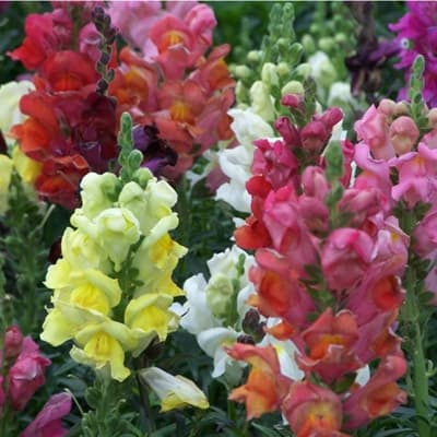 semilla-para-siembra-horta-perritos-enanos-h-154-h-154-thumb-2