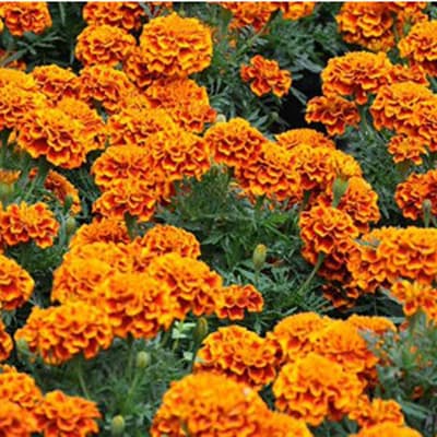 semilla-para-siembra-horta-cempasuchil-enano-h-160-h-160-thumb-1