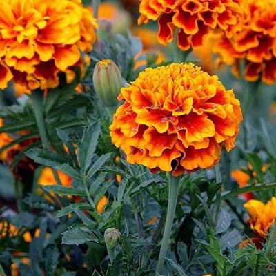 semilla-para-siembra-horta-cempasuchil-enano-h-160-h-160-thumb-2