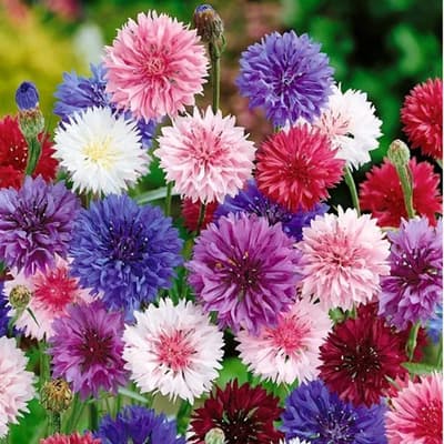 semilla-para-siembra-horta-pincel-h-308-h-308-thumb-1