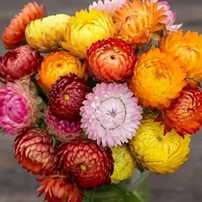 semilla-para-siembra-horta-siempreviva-doble-h-328-h-328-thumb-1