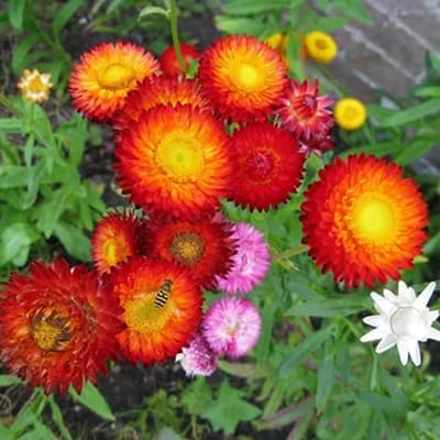 semilla-para-siembra-horta-siempreviva-doble-h-328-h-328-thumb-2