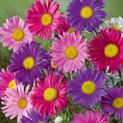 semilla-para-siembra-horta-aster-de-flor-simple-variada-h372-h-372-thumb-1