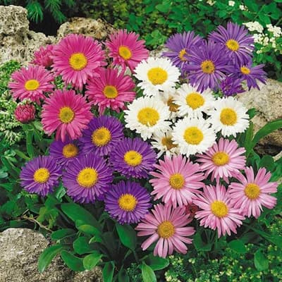semilla-para-siembra-horta-aster-de-flor-simple-variada-h372-h-372-thumb-2