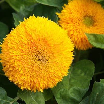 semilla-para-siembra-horta-girasol-enano-h-387-h-387-thumb-1