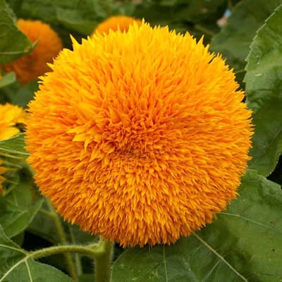 semilla-para-siembra-horta-girasol-enano-h-387-h-387-thumb-2