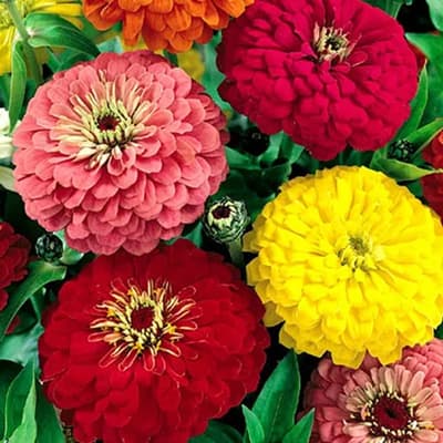 semilla-para-siembra-horta-zinnia-elegante-h-394-h-394-thumb-1
