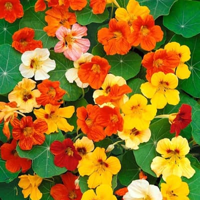 semilla-para-siembra-horta-capuchina-grande-h-400-h-400-thumb-1