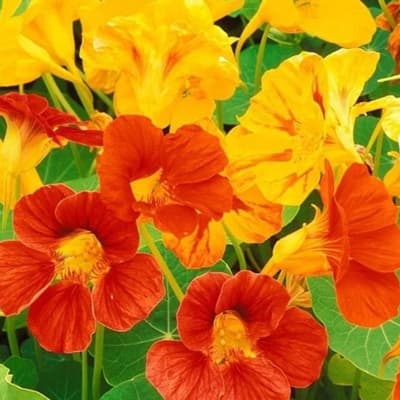 semilla-para-siembra-horta-capuchina-grande-h-400-h-400-thumb-2