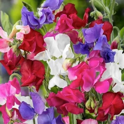 semilla-para-siembra-horta-chicharo-de-olor-variado-h-418-h-418-thumb-1