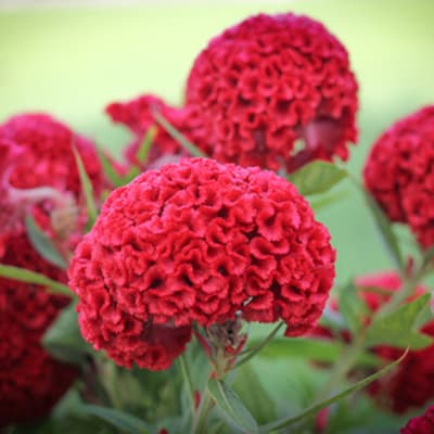 semilla-para-siembra-horta-mano-de-leon-h-1009-h-1009-thumb-1